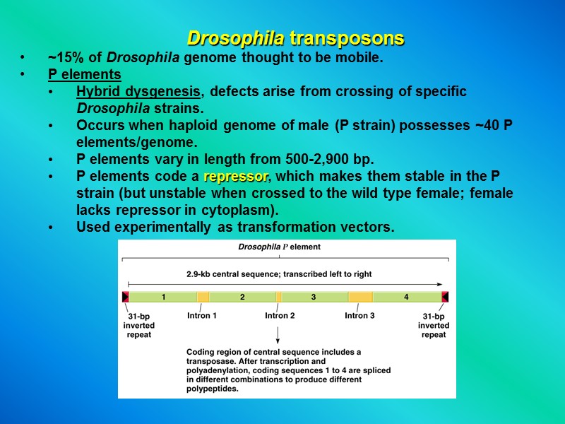 Drosophila transposons ~15% of Drosophila genome thought to be mobile. P elements Hybrid dysgenesis,